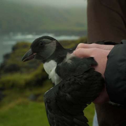 PUFFLING - FFDL